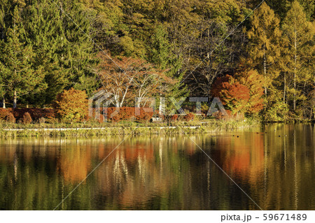 （長野県）蓼科湖　湖畔の紅葉 59671489
