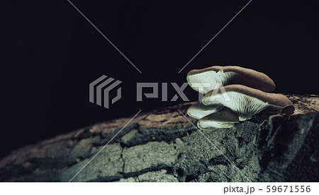 Beautiful growing mushrooms in the old walnut tree 59671556