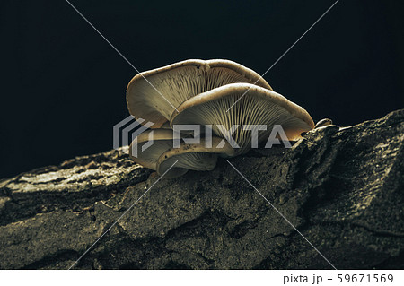Beautiful growing mushrooms in the old walnut tree Beautiful growing mushrooms in the old walnut tree 59671569