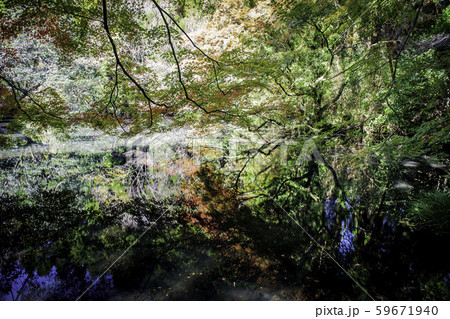 紅葉 紅葉 59671940