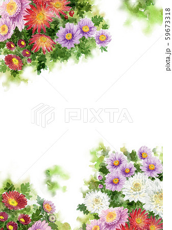水彩で描いたいろいろな小菊のフレーム素材 59673318