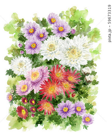 水彩で描いたいろいろな小菊のイラスト素材