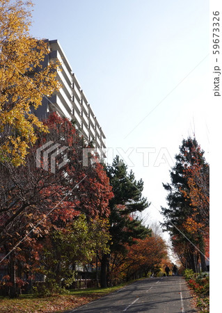 札幌　白石サイクリングロード（白石こころーど南郷通15丁目付近） 59673326