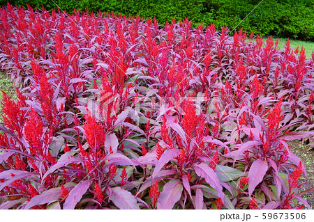 ハゲイトウ ハゲイトウ 59673506