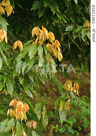 樹木：シロダモ　クスノキ科 59673956