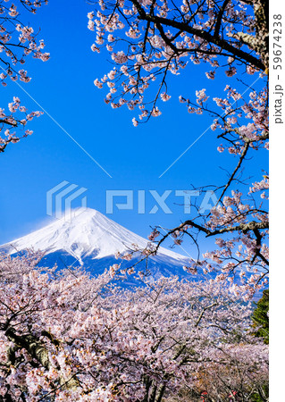 桜と富士山 （新倉山浅間公園） 59674238