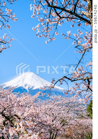 桜と富士山 （新倉山浅間公園） 59674240