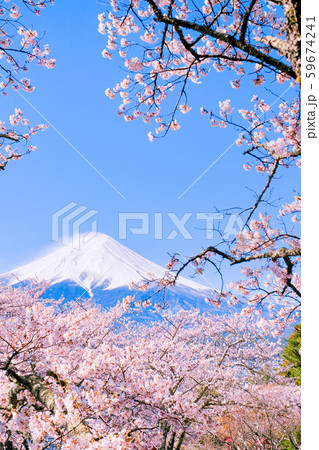 桜と富士山 （新倉山浅間公園） 59674241