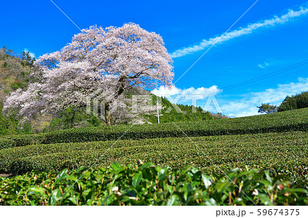 樹齢300年 静岡県 牛代の水目桜 樹齢300年 静岡県 牛代の水目桜 59674375