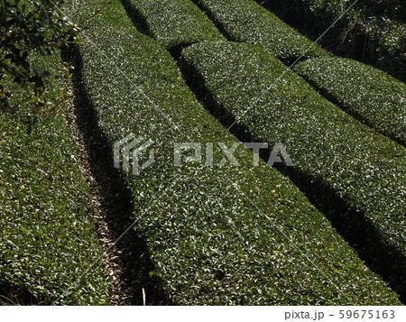 茶畑 59675163