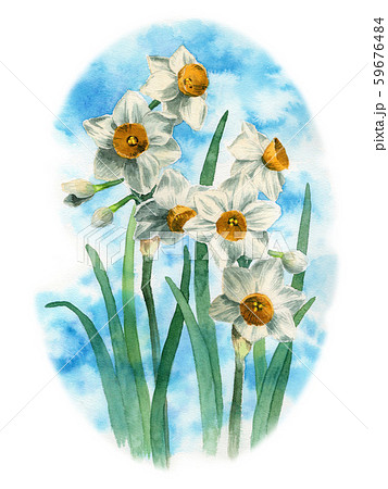 水彩で描いたニホンズイセン 59676484