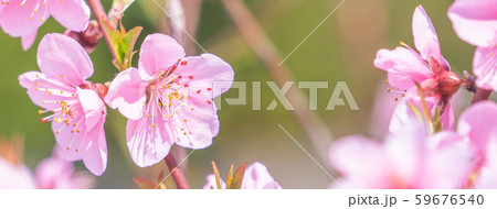 もも モモ ピーチ 59676540