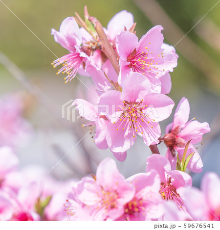 もも モモ ピーチ 59676541