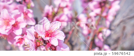 もも モモ ピーチ 59676542