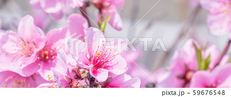 もも モモ ピーチ 59676548