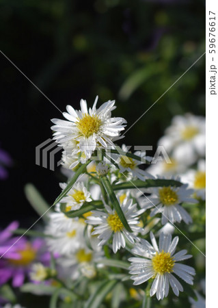 Michelmas daisy Starletta 59676617