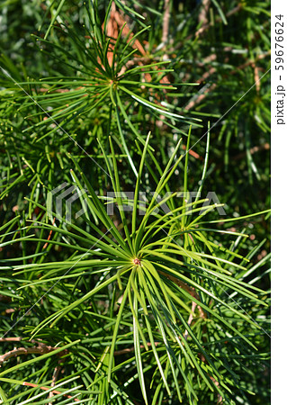 Japanese umbrella pine 59676624