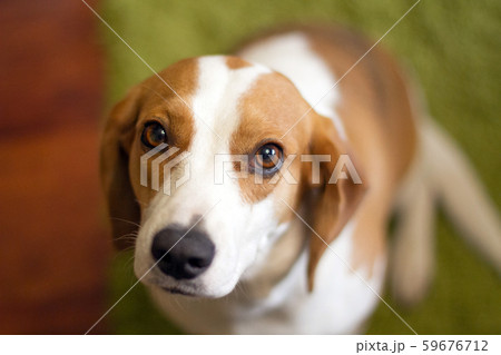 Cute dog muzzle 59676712