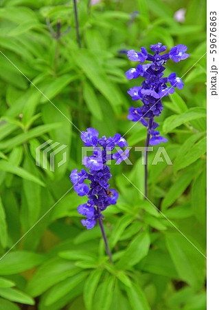 植物:サルビア シソ科 植物:サルビア シソ科 59676863