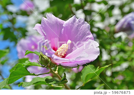 樹木:ムクゲ アオイ科 樹木:ムクゲ アオイ科 59676875