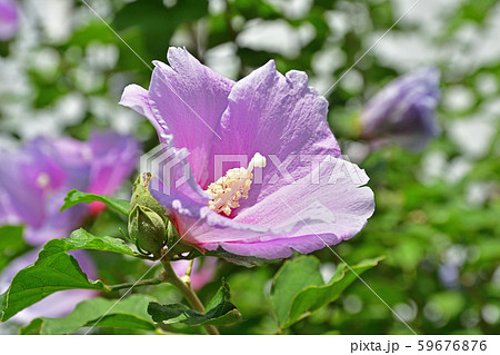 樹木：ムクゲ　アオイ科 59676876