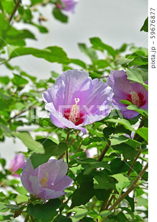 樹木：ムクゲ　アオイ科 59676877