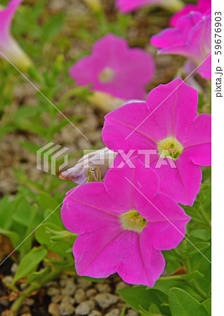 植物:ペチュニア ナス科 植物:ペチュニア ナス科 59676903