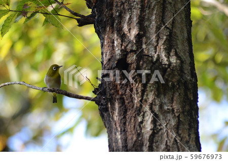 野鳥　メジロ 59676973