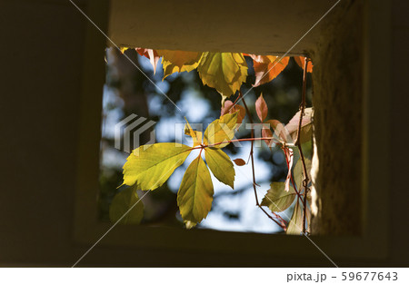 Autumn leaves outside a window low angle. 59677643