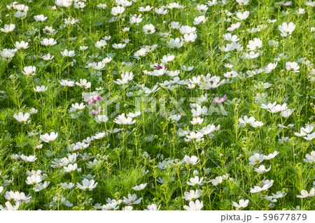 white cosmos flowers farm 59677879