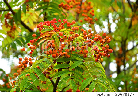 樹木：ナナカマド　バラ科 59678377