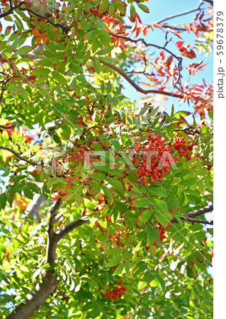 樹木：ナナカマド　バラ科 59678379