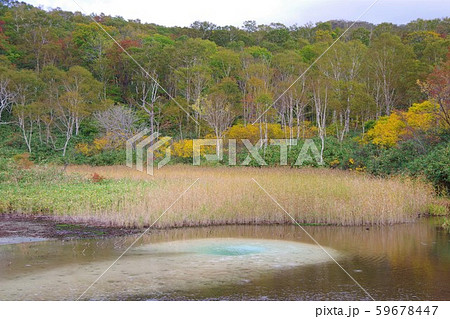 北海道　ニセコ湯本温泉　大湯沼 59678447