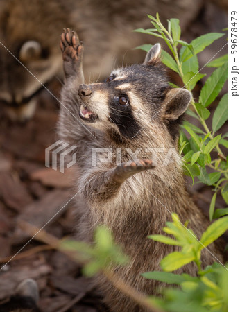 two cute raccoons two cute raccoons 59678479