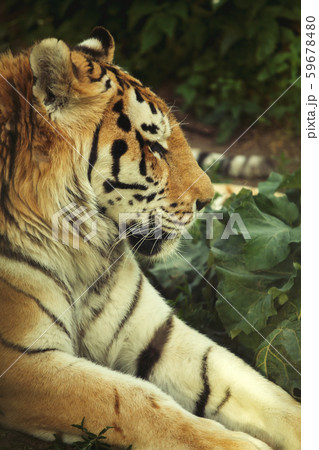 male tiger closeup 59678480