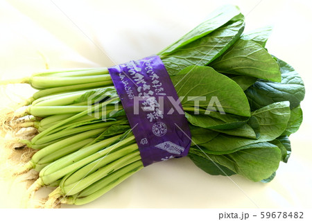 新鮮 ちがさき野菜 小松菜 新鮮 ちがさき野菜 小松菜 59678482