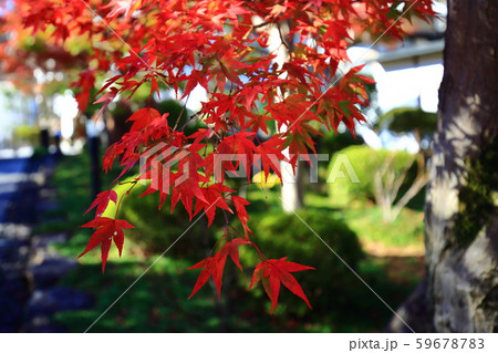 紅葉 59678783