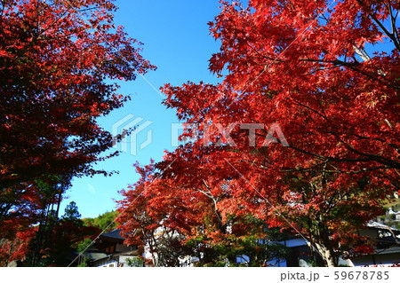 紅葉 紅葉 59678785