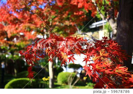 紅葉 紅葉 59678786