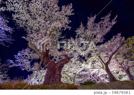 開成山公園「日本最古級のソメイヨシノ」明治11年(1878年)に植樹された樹齢100年を超える満開の 59679361