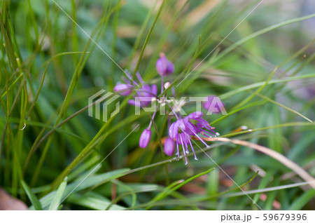 キイイトラッキョウの小さな花 59679396