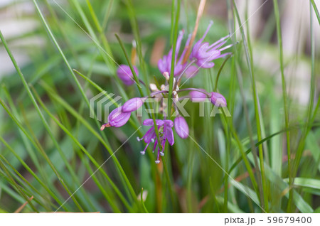 キイイトラッキョウの小さな花 59679400