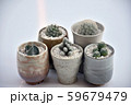 Cactus 01 59679479