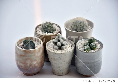 Cactus 01 59679479