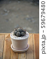 Cactus 02 59679480
