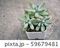 Succulent  59679481
