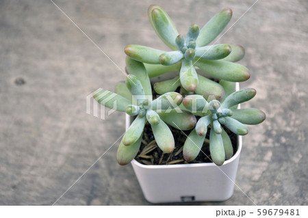 Succulent  59679481