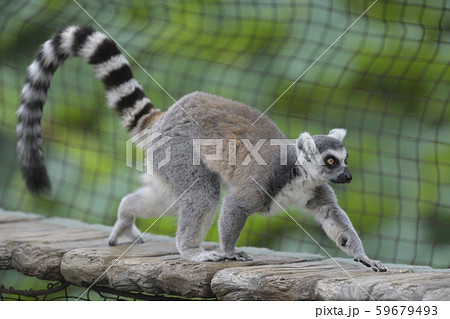 ワオキツネザル ワオキツネザル 59679493