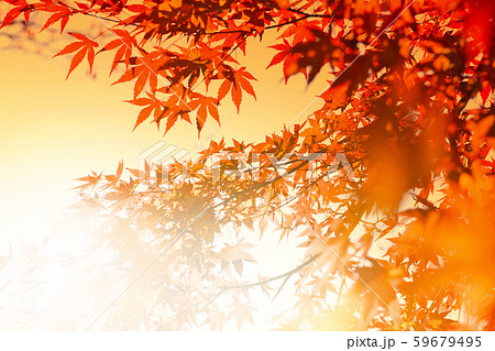紅葉イメージ 59679495