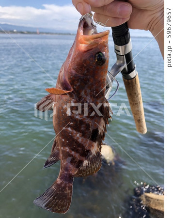 キジハタ Epinephelus akaara 59679657